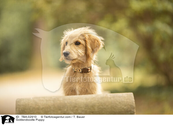 Goldendoodle Welpe / Goldendoodle Puppy / TBA-02910