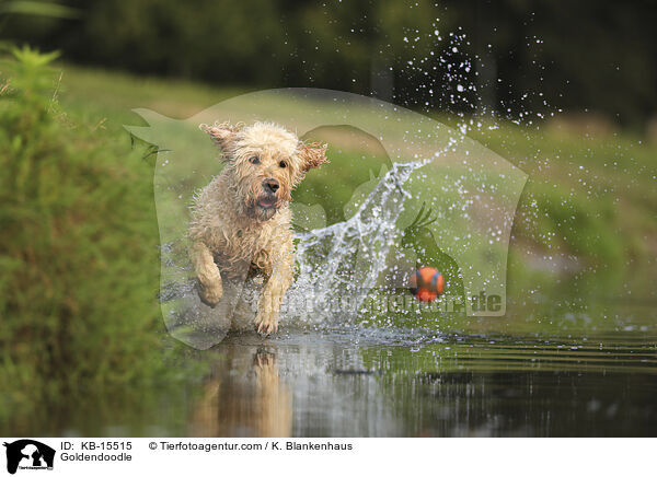 Goldendoodle / Goldendoodle / KB-15515