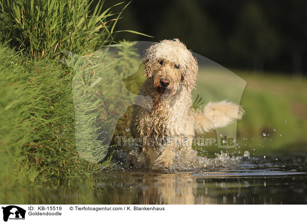 Goldendoodle / KB-15519