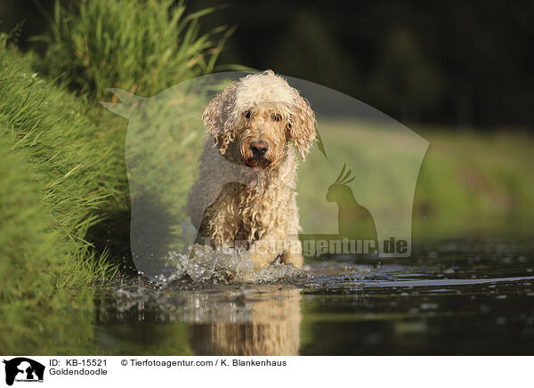 Goldendoodle / KB-15521