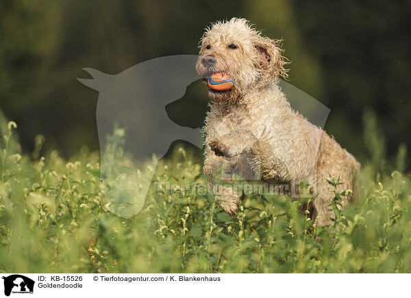 Goldendoodle / Goldendoodle / KB-15526