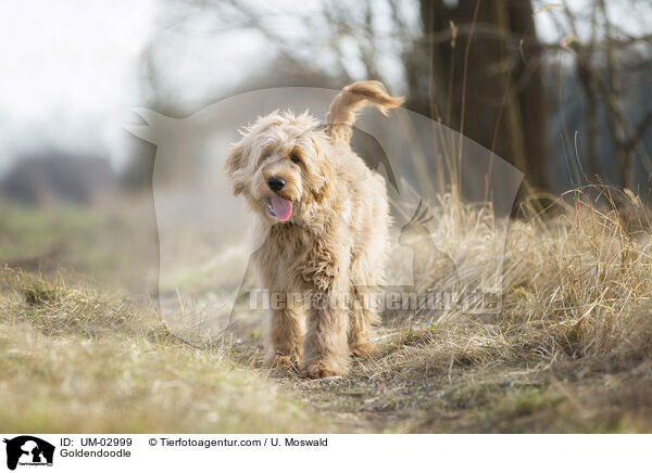 Goldendoodle / Goldendoodle / UM-02999