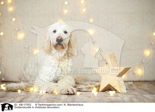 Goldendoodle in Weihnachtsdeko / Goldendoodle in christmas decoration / KB-17052