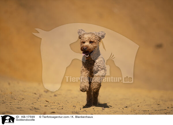 Goldendoodle / Goldendoodle / KB-17599