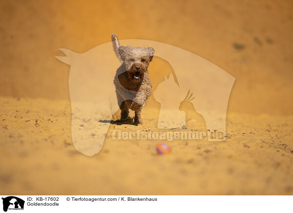 Goldendoodle / Goldendoodle / KB-17602