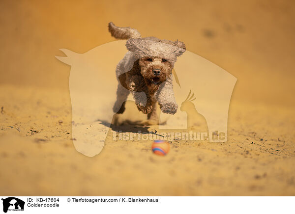Goldendoodle / Goldendoodle / KB-17604