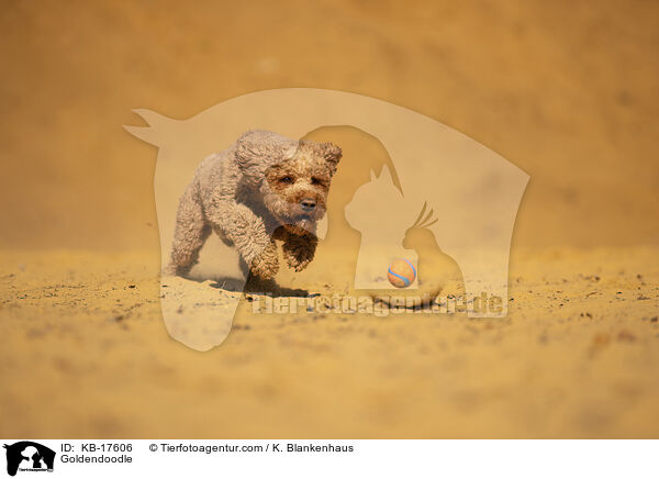 Goldendoodle / Goldendoodle / KB-17606