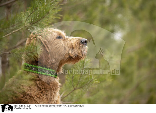 Goldendoodle / Goldendoodle / KB-17624