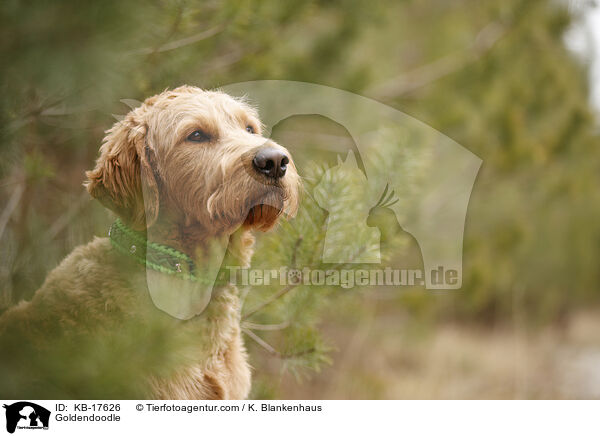 Goldendoodle / Goldendoodle / KB-17626