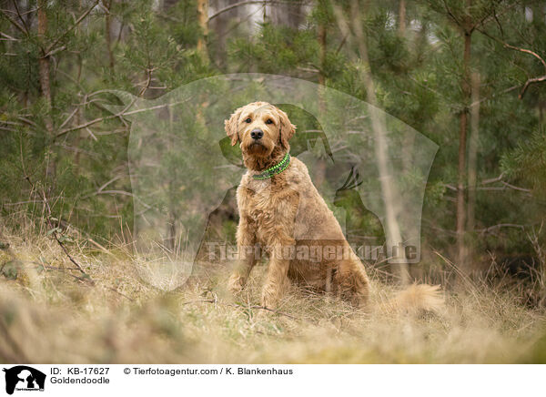 Goldendoodle / Goldendoodle / KB-17627