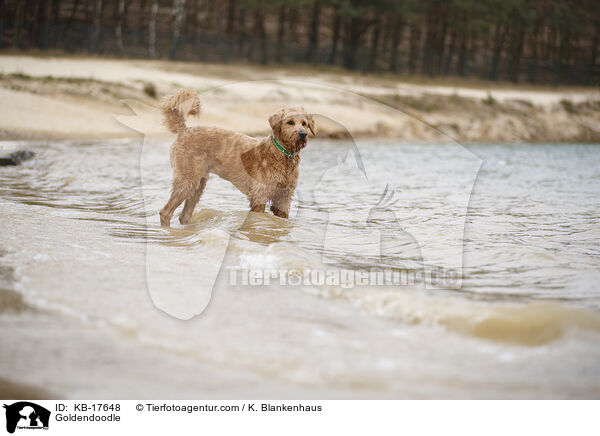 Goldendoodle / Goldendoodle / KB-17648