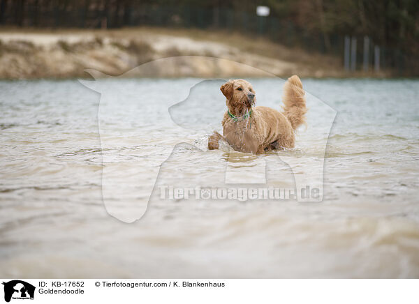 Goldendoodle / Goldendoodle / KB-17652