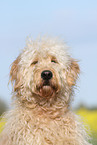Goldendoodle Profil
