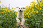 Goldendoodle in rape field