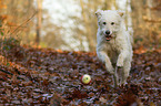 running Goldendoodle