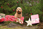 Goldendoodle with christmas decoration