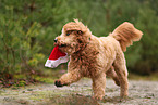 Goldendoodle with christmas decoration