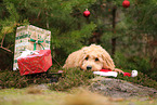 Goldendoodle with christmas decoration