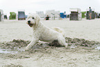 adult Goldendoodle