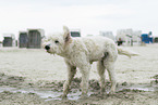 adult Goldendoodle