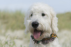 adult Goldendoodle