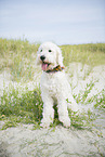 adult Goldendoodle