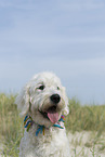 adult Goldendoodle