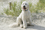 adult Goldendoodle