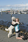 adult Goldendoodle