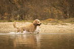 male Goldendoodle