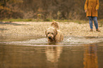 male Goldendoodle