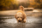 male Goldendoodle
