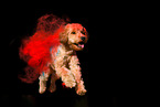 Goldendoodle at holi shooting