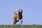 male Goldendoodle
