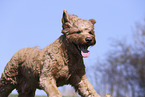 male Goldendoodle