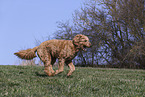 male Goldendoodle