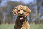 male Goldendoodle