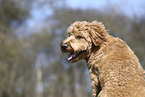 male Goldendoodle