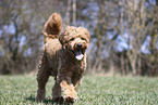 male Goldendoodle