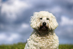 Goldendoodle