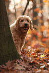 Goldendoodle in autumn