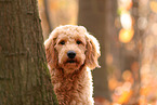 Goldendoodle in autumn