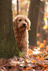 Goldendoodle in autumn