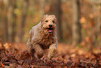 Goldendoodle in autumn