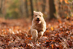 Goldendoodle in autumn