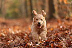 Goldendoodle in autumn