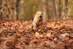 Goldendoodle in autumn