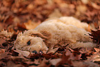 Goldendoodle in autumn