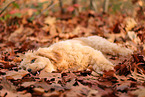 Goldendoodle in autumn