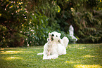 Goldendoodle